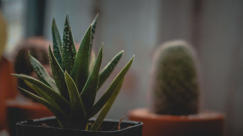 Close-up of succulent plant in pot