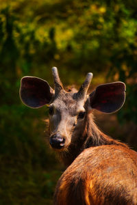 Portrait of deer