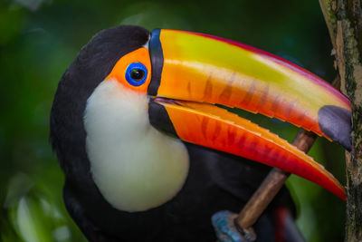 toucan