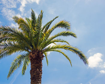 Date palm tree against cloudy sky