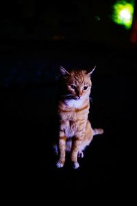 Portrait of cat looking at camera