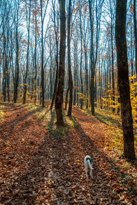 View of dog in forest