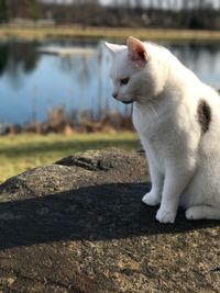 Close-up of cat sitting outdoors