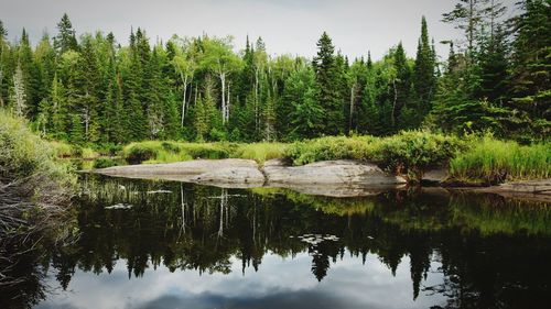 Scenic view of lake by trees in forest