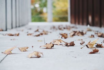Close-up of dry leaves on footpath