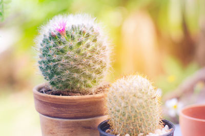 Close-up of cactus plants