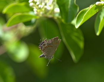 Close-up of butterfly on leaf