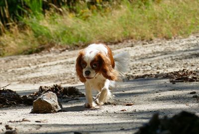 Cavalier king charles spaniel walking towards camera looking adventurous and determined