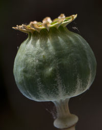 Close-up of poppy seed