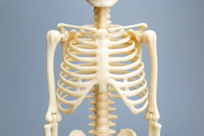 Anatomical skeleton model, skeletal system on gray background