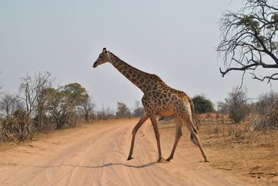 Side view of giraffe walking on dirt road against clear sky during sunny day