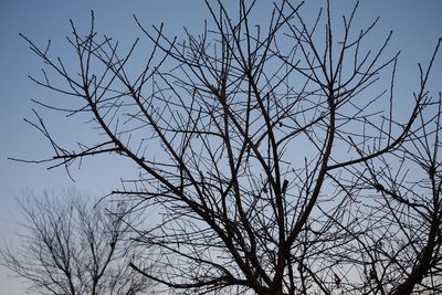 Low angle view of bare tree against sky