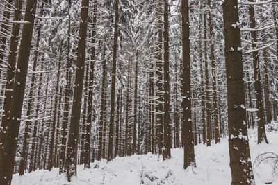 Trees in forest