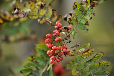 Close-up of red berries growing on tree