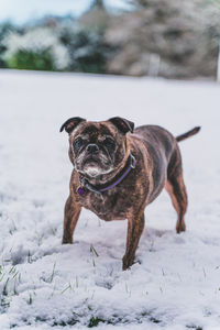 Portrait of dog on snow covered land