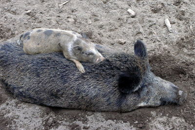 High angle view of lizard sleeping on sand at beach