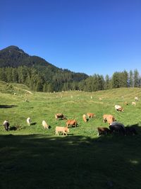 Sheep grazing in field