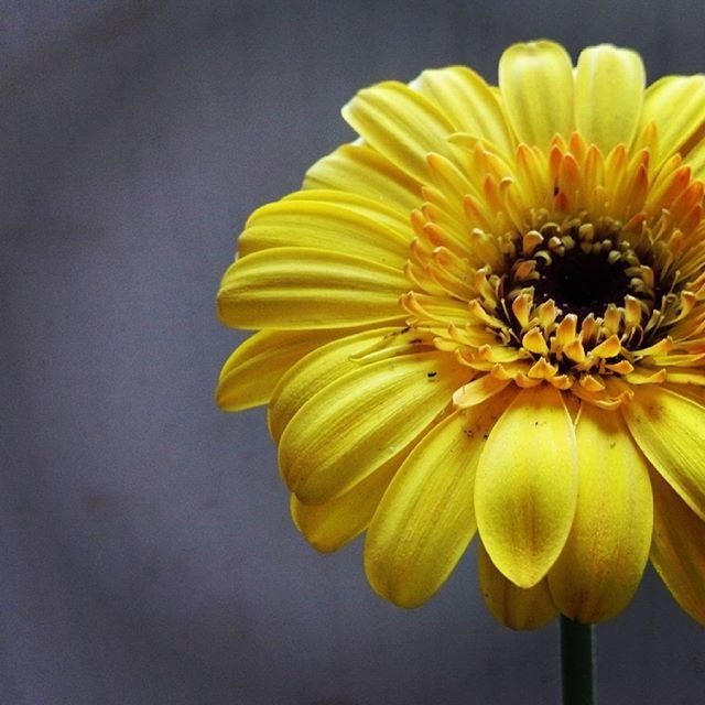 yellow, flower, freshness, petal, flower head, fragility, close-up, beauty in nature, growth, sunflower, nature, pollen, plant, no people, blooming, focus on foreground, single flower, stem, day, outdoors