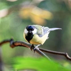 Close-up of bird perching on twig