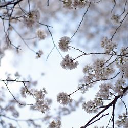 Low angle view of cherry blossom tree