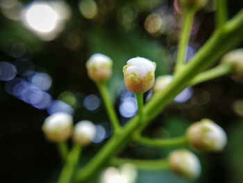 Close-up of white flowering plant