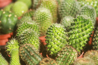 Full frame shot of cactus
