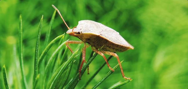 Close-up of insect on leaf