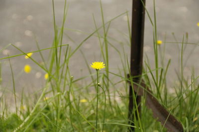 Close-up of yellow flowers blooming on field