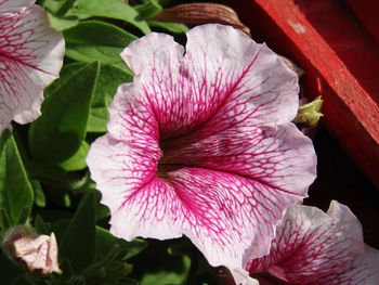 Close-up of pink hibiscus flower