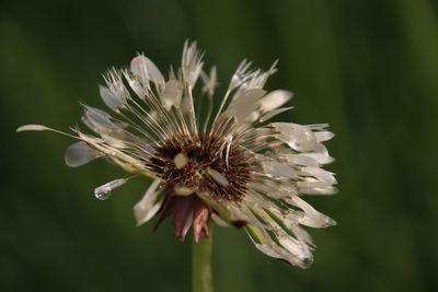 Close-up of dandelion flower