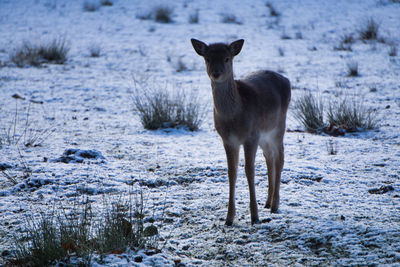 Portrait of horse standing in snow