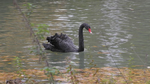 Swan swimming in lake