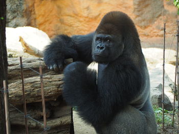 Close-up of monkey in zoo