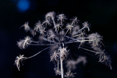 Close-up of frozen plant against black background