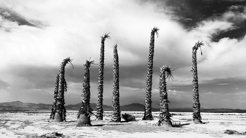 Palm tree stumps at mojave desert against cloudy sky