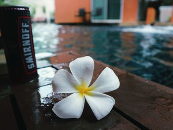 Close-up of frangipani on table