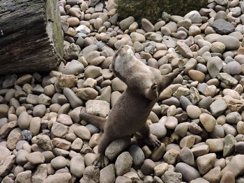 High angle view of otter rearing up on stone covered field