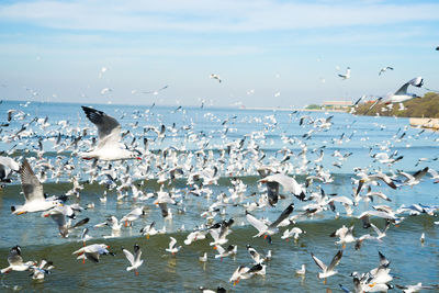 Flock of seagulls flying over sea against sky
