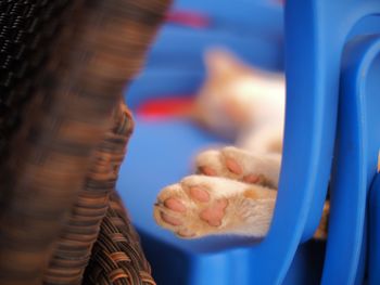 Close-up of cat sleeping on chair 