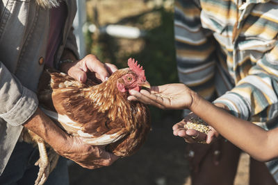 Cropped image of boy feeding grains to chicken with mother and grandmother on sunny day
