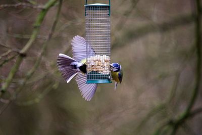Close-up of bird flying
