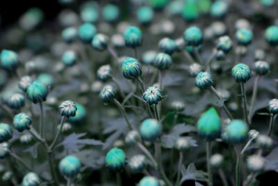 High angle view of flower buds growing on field