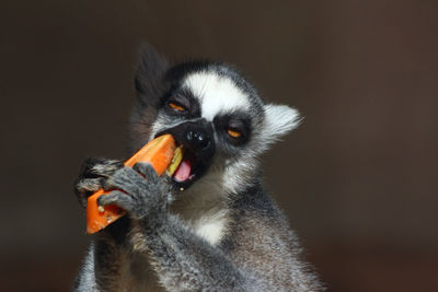 Close-up of bird against blurred background