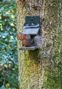 Close-up of squirrel on tree trunk