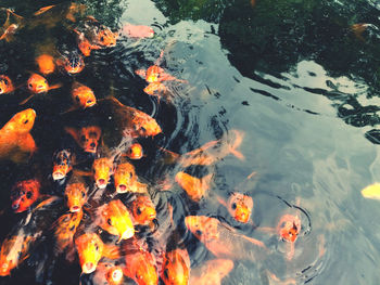 High angle view of koi carps swimming in lake