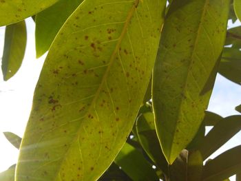 Close-up of green leaves