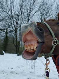 Close-up of a horse on snow