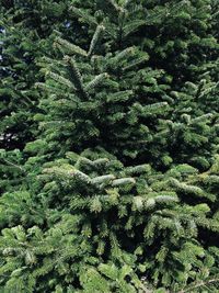 Full frame shot of pine tree