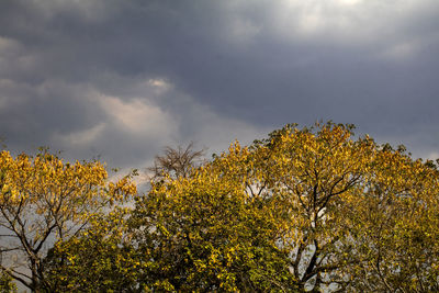 Close-up of yellow flowering plants against sky