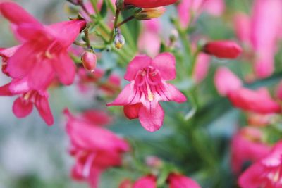 Close-up of pink flowers